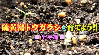 硫黄島トウガラシを育てよう【はつが編】