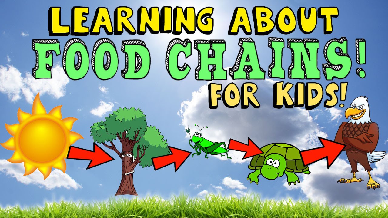 Learning About Food Chains Youtube