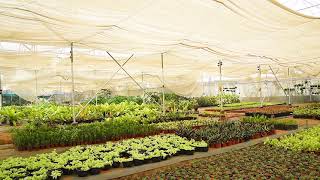 Buy n Farm | Indoor and Outdoor Plants Mannuthy Thrissur | Kavungal Nursery