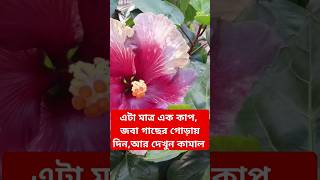 সম্পূর্ন জৈব ভাবে জবা গাছে আসবে প্রচুর ফুল মাত্র এক কাপ এটা দিলেই How to get lots of hibiscus flower