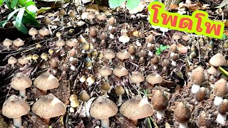 ตกใจไปไม่เป็น🤫😮เห็ดปลวกออกยาว10เมตร🍄🍄หมู่ใหญ่มากงัดจนเหมือยมือ⁉️เยอะมาก19ต.ค.66