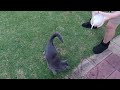 cat chase water. how to get a cat to play with water. 猫と水遊び。