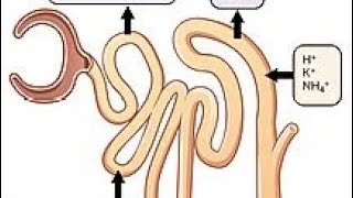 PCT ,DCT,URINARY BLADDER..EXCRETORY SYSTEM PART 4