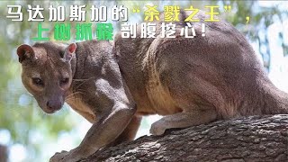 马达加斯加的“杀戮之王”，上树抓猴剖腹挖心，雄性交配还会排队