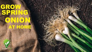 GROW SPRING ONION AT HOME | Growing Onions with a plastic bottle.#farming #satisfying