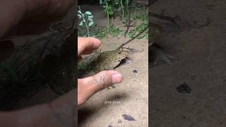 Funny frog catching 😂 viral tiktok shorts video 🐸😱 #trending #cutfrom #shorts 🫣😆 p411