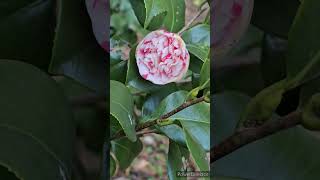 椿の花「淡路島」／CAMELLIA FLOWER \