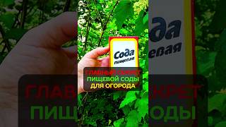 Вы 100% этого не знали: секретная подкормка из соды #сад #огород #дача #сода #подкормка #урожай