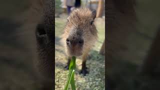 肉食系草食動物 #capybara