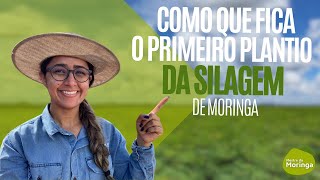 Como que fica o primeiro plantio da silagem de moringa?