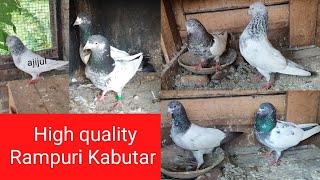 Rampuri Kabootar।। Rampuri Pigeon ।। রামপুরি কবুতর।।Pure Rampuri Pigeon ।।