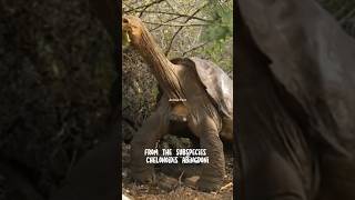 Lonesome George | The loneliest animal in the world