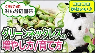 グリーンネックレスの増やし方と育て方・多肉植物【くまパン園芸】