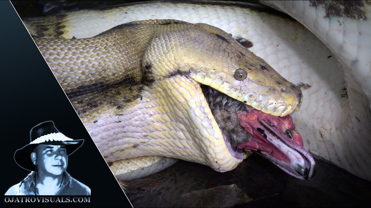 Python Eats Invasive Muscovy Duck 02 Ojatro
