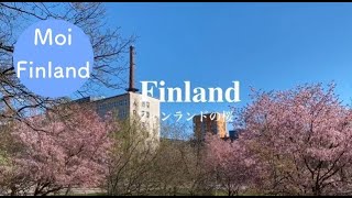 【フィンランド暮らしVlog】北欧に春到来｜フィンランドで花見｜ヘルシンキで桜を見る会｜新緑輝く季節｜北欧の春｜北欧暮らし｜フィンランド生活