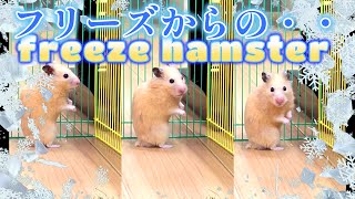 固まってると思って見てたら急に振り向いて凝視された飼い主😮🤣 おもしろ ゴールデンハムスター 6秒 #shorts