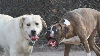 TRY NOT TO LAUGH WATCHING FUNNY DOG FAILS VIDEOS 2022 #2  - Daily Dose of Laughter!