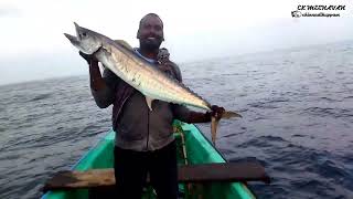 தூண்டிலில் பெரிய வஞ்சரம் மீன்கள் | caught spanish mackerel fishes | spanishmackerel | king fish |