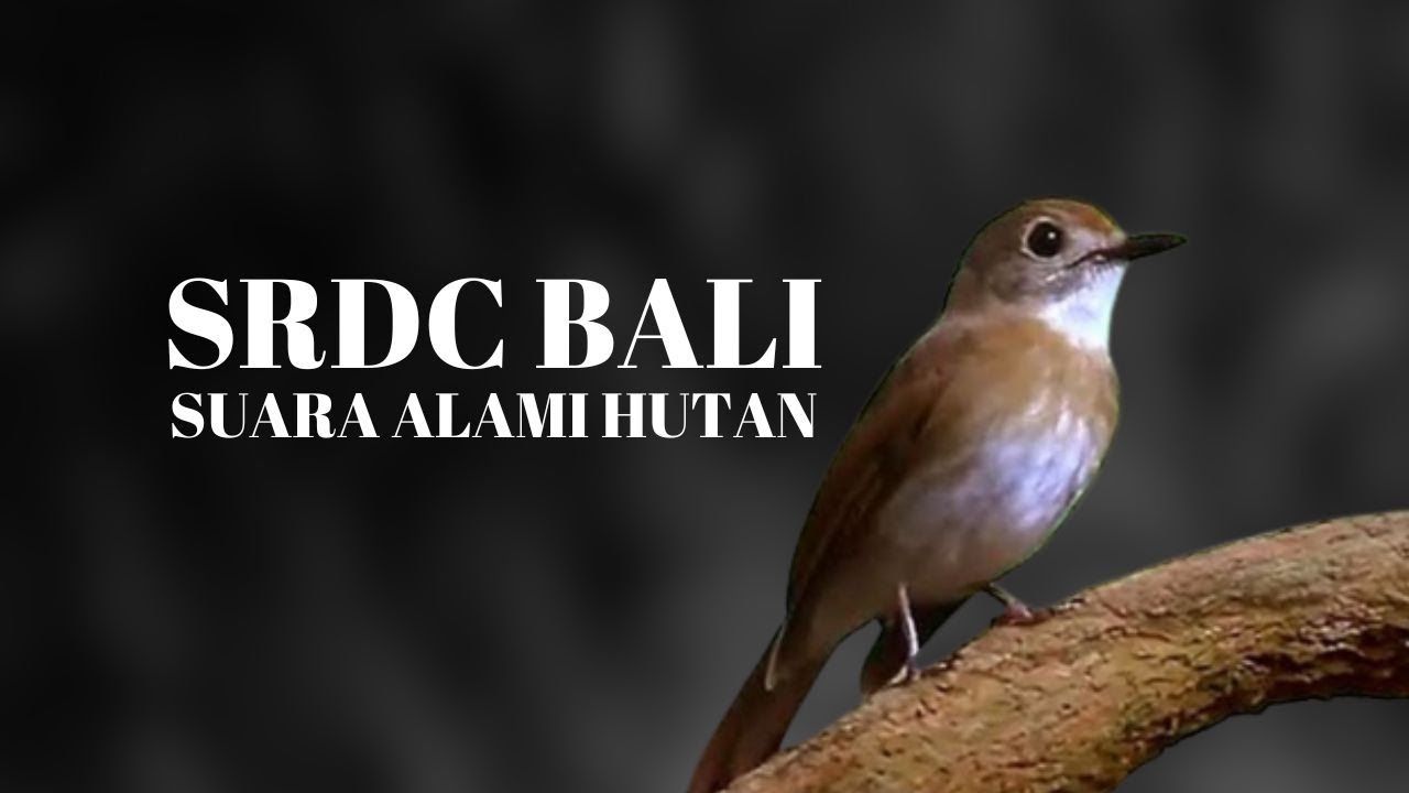 Masteran Suara Srdc Bali Asli Hutan Cocok Unduk Srdc Baru Belajar