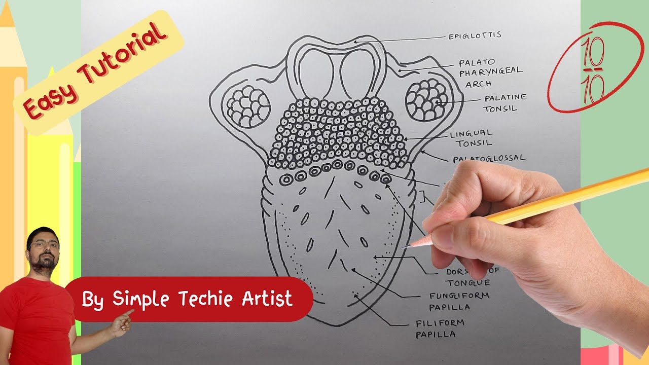 Drawing The Human Tongue A Step By Step Tutorial Biologydiagram Cbse