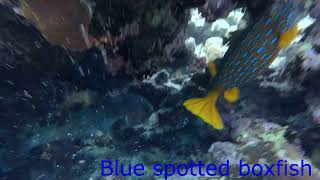 Blue spotted boxfish with spot fin porcupinefish