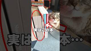 スリコの新作猫用品がヤバい🙀 #猫 #スリーコインズ