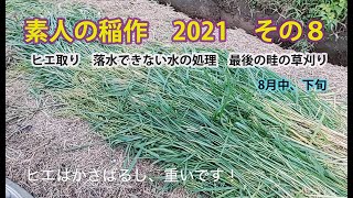 素人の稲作2021 その８　ヒエ取り　落水できない水の処理　最後の畦の草刈り　8月中〜下旬