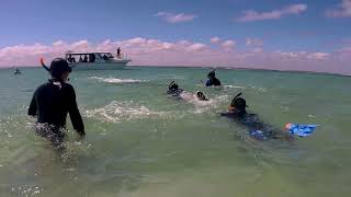 20190404 Jurien Bay Swimming with Sea Lions