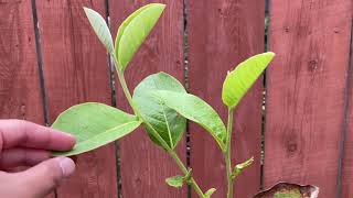 Annona dioica grafted onto Annona cherimola (Part 1)