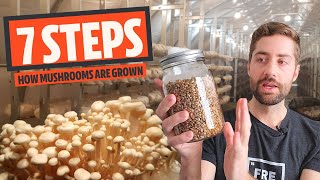 The 7 Basic Steps Of Mushroom Cultivation (How Most Mushrooms Are Grown)