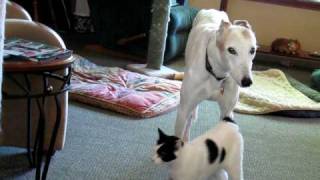 greyhound and cat