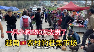 越南農村的狗市場一隻小狗要250萬，人民幣750元太貴了