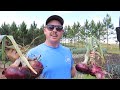 THE ULTIMATE TOP 10 LIST for Growing Onions in the Backyard Garden
