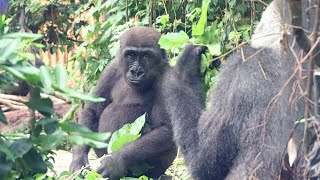 Kintaro is no longer getting milk from his mother gorilla. Date taken: August 18, 2022.