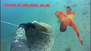 Zıpkınla Kalkan ve Kırlangıç avları. (Spearfishing Turbot and red gurnard)