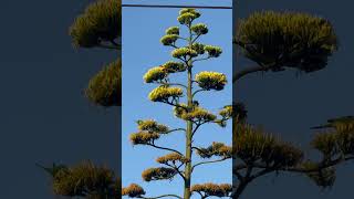 Australian Beautiful parrots 🦜 on the tree 🌴 wonderful Birds