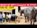 पवित्र गाँव : जामनी खूबसूरत मुर्रा झोटी व Repeater का समाधान || 85709 89980