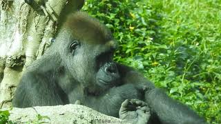 Iriki媽 Ringo。Tayari媽 Jabali 進洞穴 20211103-1416 金剛猩猩 Taipei Zoo Gorilla