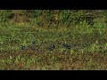 ♪鳥くん野鳥動画（タイthaicsセイケイ天国20200122jo6a5499