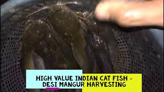 High Values Indian Cat Fish Species - Desi Mangur Harvesting Video (Sample Video)