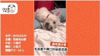 【DEERDOGS 狄寶】鹿角潔牙骨：西高地白梗篇V2