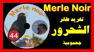 تغريد طائر شحرور (جحمومية)ِِ Singing Blackbird