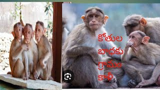 కోతుల బాధకు గ్రామం ఖాళీ 🐒🙊