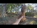 Rescuing a screech owl tangled in fishing line, New Jersey - 09/06/2015