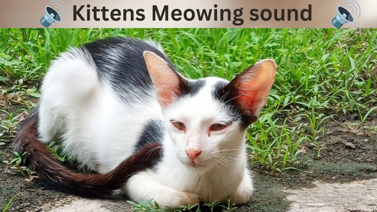 What Sounds Attract Kittens At Irma Rushing Blog