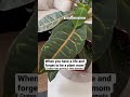 #shorts I forgot to be a plant mom to my croton petra and this happened #plantmom #plants