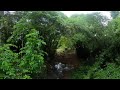 360degree view while flying through the jungle in congo brazzaville