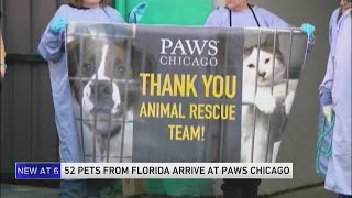 PAWS Chicago returns with pets rescued from Hurricane Ian