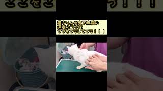 猫ちゃんの皮下点滴もう失敗させない！保定のコツはこうだ！！【猫の皮下点滴の失敗しない押さえ方】#shorts