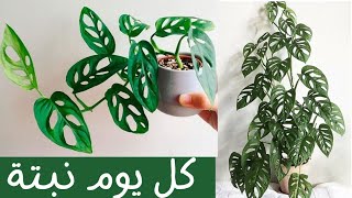 كل يوم نبتة الحلقة -12منستيرا أدنسوني- الجبن السويسري One plant a day ep12- Monstera Adensonii